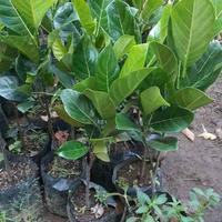 Gambar bibit nangka j33 malaysia okulasi unggul cepat berbuah. Tanaman dari Oktaviashop nganjuk undefined 2 Tokopedia