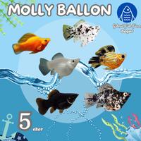 Gambar SFFB - Ikan Hias Air Tawar Molly Balon Hitam Marble Sunkist Paket 5ekor dari sahrul fish farm bogor undefined 1 Tokopedia