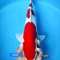 Gambar Ikan Koi Jumbo Jenis Kohaku Doitsu Ukuran 43CM Kualitas Warna Bagus, Body Mulus dari Sahabat Koi Depok undefined 3 Tokopedia