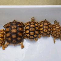Gambar hiasan taman sultan sulcata het albino - #19 8.5cm dari tortozyzz undefined 3 Tokopedia