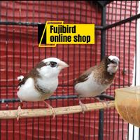 Gambar BURUNG EMPRIT JEPANG EMJE SEPASANG dari Fujibiird undefined 1 Tokopedia