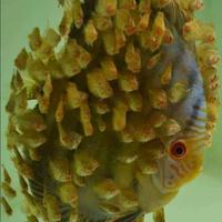 Gambar burayak ikan discus 1inch paket promo 10 ekor - yellow pigeon, 1 ekor 1cm dari discus guppy undefined 1 Tokopedia
