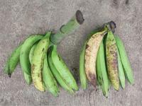 Gambar Pisang Tanduk Sukabumi Fresh 1Kg - MATANG dari TriMedia Shop undefined 3 Tokopedia