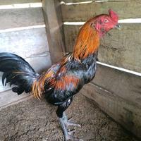 Gambar ayam pamangon + ayam bangkok+ ayam pakhoy dari ade.chandra undefined 2 Tokopedia