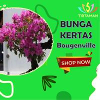 Gambar Bunga Kertas bugenvil / bougenville /Bougainvil - Merah dari TIRTAMAN undefined 1 Tokopedia