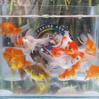Gambar IKAN KOKI ORANDA -+5CM by GOJEK&GRAB dari syakiraaquatic1 undefined 4 Tokopedia