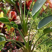 Gambar Strelitzia reginae/bunga cendrawasih/bunga surga dari BIBIT SARI BUNGA undefined 4 Tokopedia