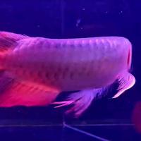 Gambar ikan arwana super red rare kumpay slayer kumpai realpict 30-35cm dari bettalimalima undefined 5 Tokopedia