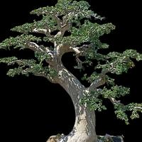 Gambar Burung kenari dan bonsai lokal dari Canary nDeso undefined 2 Tokopedia