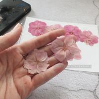 Gambar Bunga Kering SAKURA ALAMI Set 8 pcs Real Dried Pressed Flower Hiasan Resin Topping Dekorasi Scrapbook Dry Flowers dari Queen Sunny undefined 4 Tokopedia