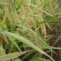 Gambar Benih Padi GALUR NUSANTARA Kemasan 5Kg Kacang Daun Tanaman Bibit Montong Cepat berbuah dari YJTani undefined 5 Tokopedia