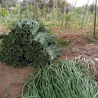Gambar Benih Bibit Kacang Panjang Guarda F1 / Tipe Panjang Berbobot Tahan Virus (Perawatan Mudah ) Isi 500 Gram Kadaluarsa 2026 Panjang Terbaru - Cap Panah Merah dari PANGGUNG TANI undefined 3 Tokopedia