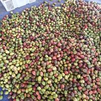 Gambar BUAH MATOA 1 KG FRESH MANIS LEZAT MAKNYUS dari MBOK NDAH undefined 4 Tokopedia