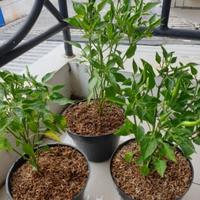 Gambar Tanaman Sayur Cabe Rawit Merah Pedas / Pohon Cabai Rawit Merah Berkualitas - Rawit Merah dari SyahrulTaman Dutaflowers23 undefined 4 Tokopedia