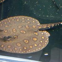 Gambar Hiasan IKAN PARI HIAS BLACK DIAMOND HYBRID dengan Desain Unik dan Menarik dari OKTAILAN PREDATOR undefined 3 Tokopedia