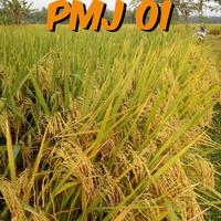 Gambar Benih Padi PMJ 01 5kg Original Bibit Padi PMJ 01 Benih Padi Unggul dari Bumi Tani Kebumen undefined 5 Tokopedia