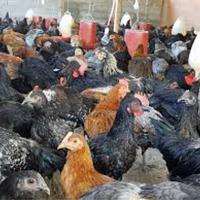 Gambar TELUR FERTIL AYAM KUB UNTUK DITETASKAN dari DANDY ARTHA undefined 2 Tokopedia