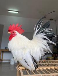 Gambar Ayam Kate chabo sepasang Hitam Putih Hias Jepang dari FalkTangerang undefined 3 Tokopedia