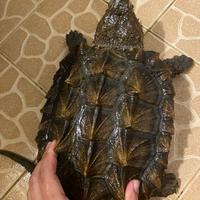 Gambar Kura AST/alligator snapping turtle dari Betsky Store undefined 2 Tokopedia
