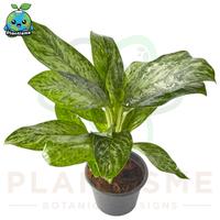 Gambar Tanaman Hias – Aglaonema Light Green Chinese Evergreen Sri Rejeki Daun Hijau Muda Glossy Indoor Plant dari Plantisme undefined 2 Tokopedia