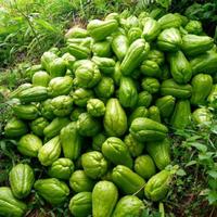 Gambar buah labu siem/ jipang 1kg sangat cocok untuk sayur bening sayur tumis dan lainnya Makanan dari Naisyastore86 undefined 2 Tokopedia