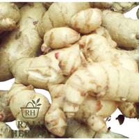 Gambar Rajaherbal12 Kunyit Putih Segar 1Kg Curcuma Zedoaria Rempah Herbal Alami Tradisional Spices Bumbu Dapur Bubuk - 500gr dari Rajaherbal12_NEW undefined 5 Tokopedia