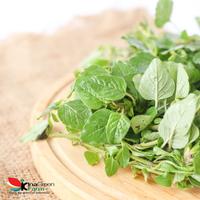 Gambar Oregano Fresh 100 Gram Inagreen Farm Bandung dari INAGREEN INDONESIA undefined 4 Tokopedia