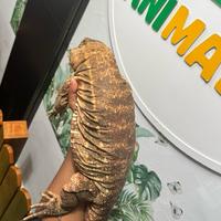 Gambar TEGU RED LIZARD - ADULT - FEMALE dari Animallsid undefined 3 Tokopedia
