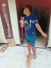 Gambar tali kucing panjang 3 meter tali tuntun kucing , musang , monyet , kelinci , anjing anakan panjang 3 meter untuk di badan tali harnes medel di badan ukuran 3 meter cocok untuk jalan"anabul dari Imam saroja14 undefined 3 Tokopedia