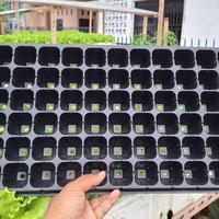Gambar Tray Semai 72 Lubang / Seedling Tray / Tempat Penyemaian Benih dari Marsada Hidroponik undefined 1 Tokopedia