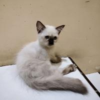 Gambar Lepas Adopsi Kucing Kitten Himalaya jantan warna putih langka lucu banget spt pakai kaos kaki dari apajadaaaa undefined 1 Tokopedia