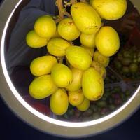 Gambar Matoa fresh petik 2 kg asli dari pati jawa tengah dari Toko sumber rejeki01 undefined 3 Tokopedia