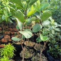 Gambar Bibit Tanaman Buah Jambu Biji Kristal Merah Okulasi Cepat Berbuah Tinggi 30-40 Cm Segar Nikmat Tanpa Biji Tebal Daging Cocok Pot & Perkebunan dari Kebunku Indah_NEW undefined 4 Tokopedia