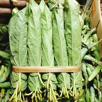 Gambar Paket Lengkap Makan Sirih Suntil kuning Daun Sirih Kapur Sirih Getah Gambir dari Sembilan Dua_NEW undefined 4 Tokopedia