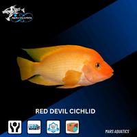 Gambar IKAN HIAS RED DEVIL CICHLID TANKMATE TERMURAH dari Mars Aquatics undefined 1 Tokopedia