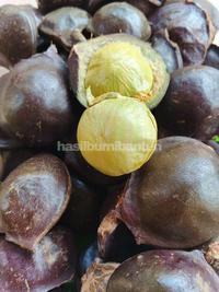 Gambar JENGKOL MUDA CANGKANGAN 1KG SUPER FRESH dari HASIL BUMI BANTEN undefined 4 Tokopedia
