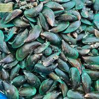 Gambar Seafood Kerang Laut Kerang Segar 1Kg Kerang Hijau Kerang Ijo - Besar, 1 Kilogram dari TokoSegarMakmur undefined 4 Tokopedia