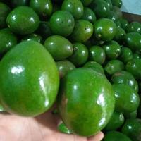 Gambar alpukat mentega buah makanan segar Frozen Gula Mangga dari Robby$ undefined 3 Tokopedia