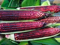 Gambar ± 100 BUTIR BIJI / BENIH JAGUNG KETAN UNGU KEMASAN PREMIUM KUALITAS SUPER dari Clarista Farm undefined 5 Tokopedia