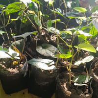 Gambar BIBIT CABE JAWA SULUR ATAS SIAP TANAM, USIA ±2BULAN dari cabe puyang 99 undefined 4 Tokopedia