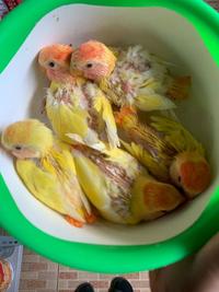 Gambar BARU- LOVEBIRD LOLOHAN ANAKAN NON KLEP LUTINO MM dari K Jaya mart undefined 4 Tokopedia