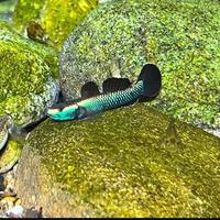 Gambar Goby Black Kumpai / Black Cumpai Cumpay / Gobi Stiphodon dari Sherilqa Fish Room undefined 1 Tokopedia
