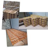 Gambar FRESH EGGS! Telur Ayam Negeri 10 Butir Grade A Dari Peternakan Sendiri dari Tanjung Terdana Corp. undefined 2 Tokopedia