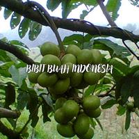 Gambar Bibit Buah Matoa Berkualitas No. 1 dari Bibit Buah Indonesia_NEW undefined 3 Tokopedia