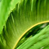 Gambar Pohon Palem Sikas / Jual Tanaman Palem Sikas / Pohon Palem Sikas Tinggi 1 Meter / hiasan taman pohon palem sikas / palm cycas / pohon sikas mawar dari abassy nursery undefined 4 Tokopedia