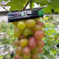 Gambar Bibit Anggur Donetsky + Rasa Manis Garing Beraroma+Mudah buah(Genjah) dari Taman Langit Grape Store undefined 5 Tokopedia