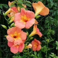 Gambar Benih Bibit Bunga Rambat Terompet Trumpet Trompet Creeper Vine 15 biji dari Dahlia Farm undefined 4 Tokopedia
