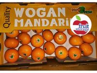 Gambar Jeruk Kupas Mandarin / Wokam Wogan Murcott 1kg import Manis - Honey Murcott 1kg dari Fruit Storage undefined 4 Tokopedia