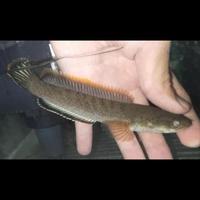 Gambar Ikan Hias Ikan Channa Gachua Limbata Snakehead dari Buah Fresh Andalan undefined 1 Tokopedia