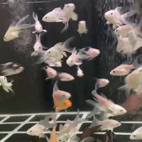 Gambar IKAN HUDIELONG PLATINUM SIZE 8-10CM dari arquatic jogja undefined 3 Tokopedia